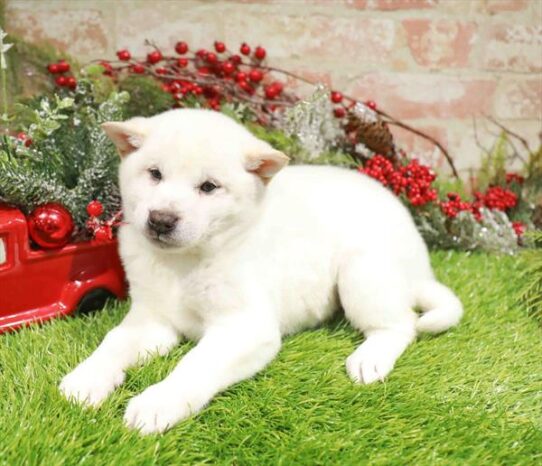 [#253315-01] Cream M Shiba Inu Puppies for Sale