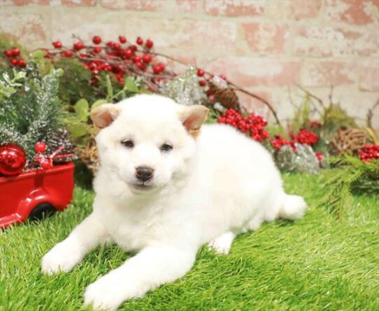 [#253315-03] Cream F Shiba Inu Puppies for Sale