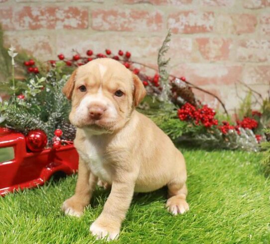 [#253322-02] Buff M Hippo Mini Puppies for Sale