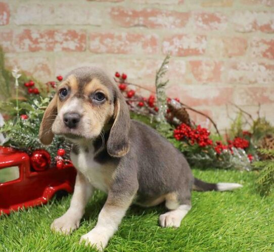 [#253323-03] Blue Tan / White F Beagle Puppies for Sale