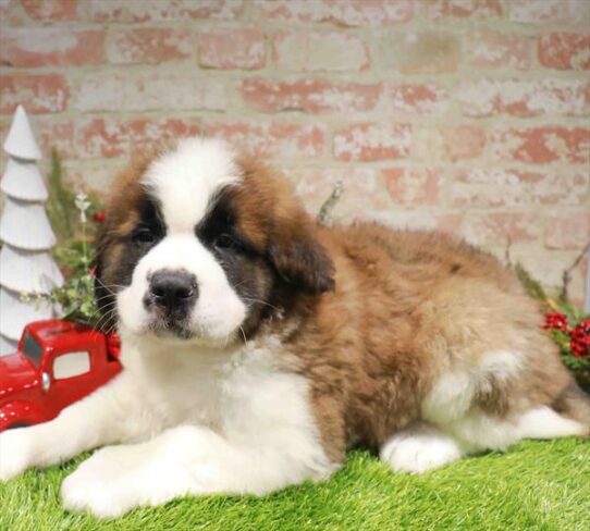 [#253324-02] Red / White M Saint Bernard Puppies for Sale