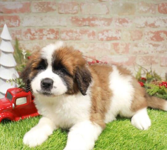 [#253324-04] Red / White F Saint Bernard Puppies for Sale