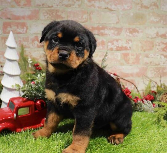 [#253326-01] Black / Tan M Rottweiler Puppies for Sale