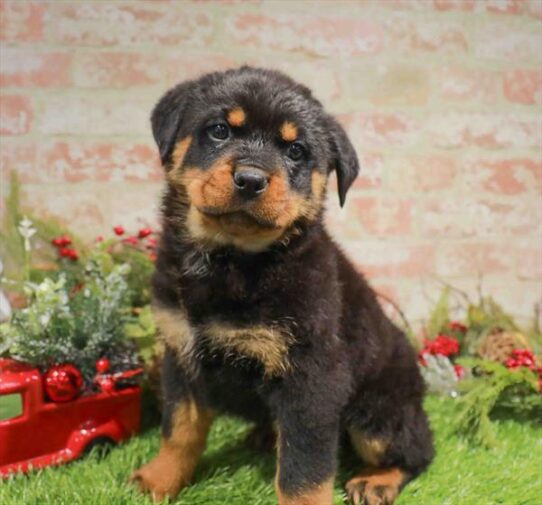 [#253326-04] Black / Tan M Rottweiler Puppies for Sale