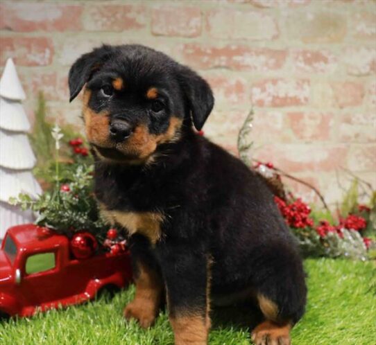 [#253326-06] Black / Tan F Rottweiler Puppies for Sale