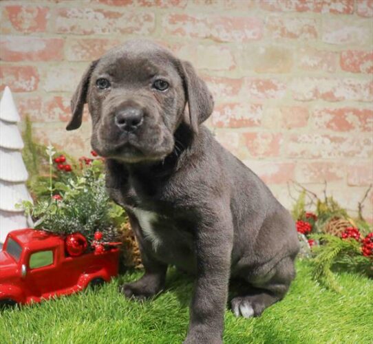 [#253327-01] Blue M Cane Corso Puppies for Sale