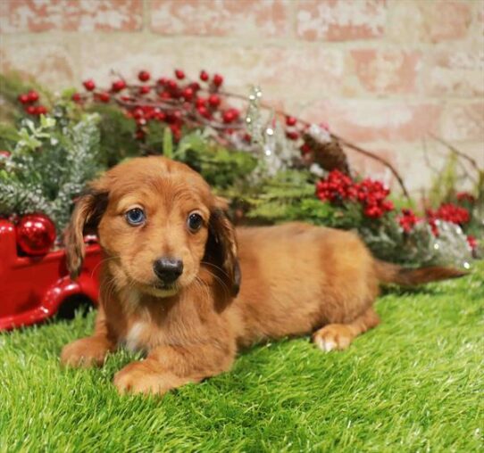 [#253342-01] Red F Dachshund Puppies for Sale