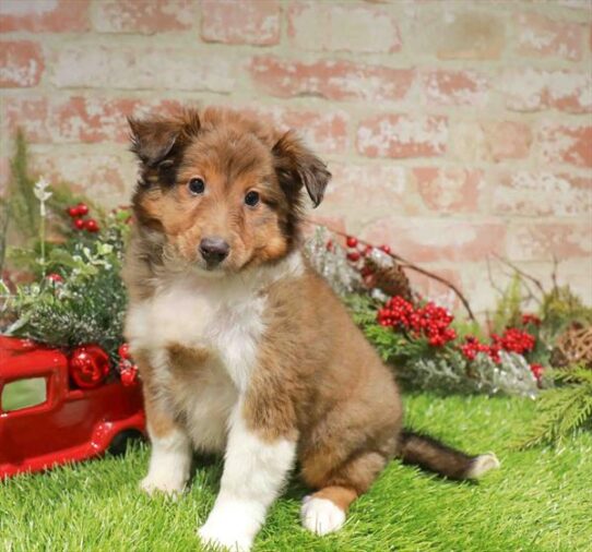 [#253343-02] Sable / White M Shetland Sheepdog Puppies for Sale