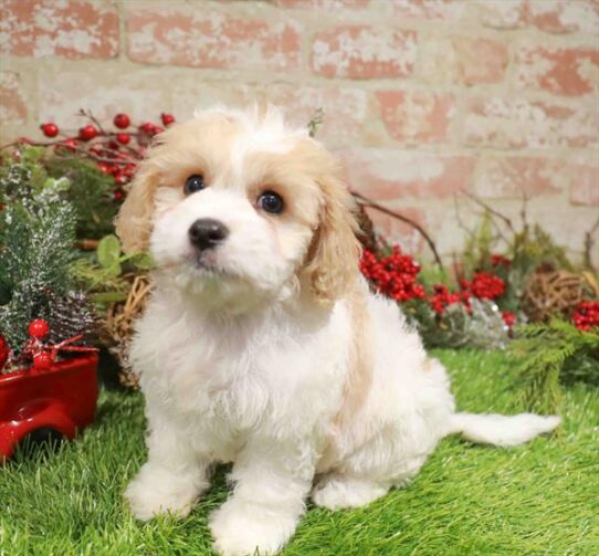 [#253370-02] White M Cavachon Puppies for Sale