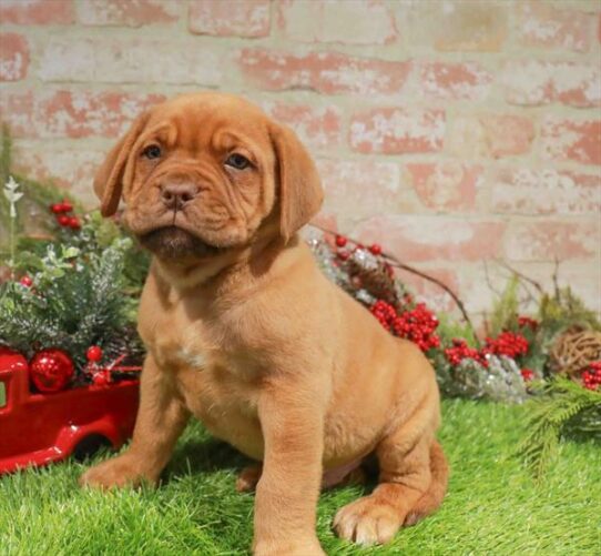 [#253376-03] Red M Dogue de Bordeaux Puppies for Sale