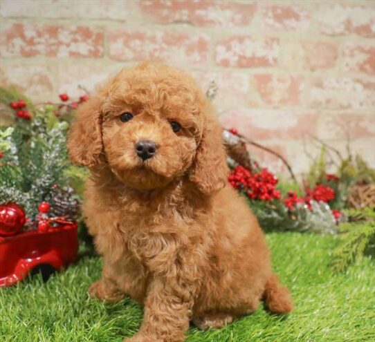 [#253378-06] Red F Cavapoo Puppies for Sale