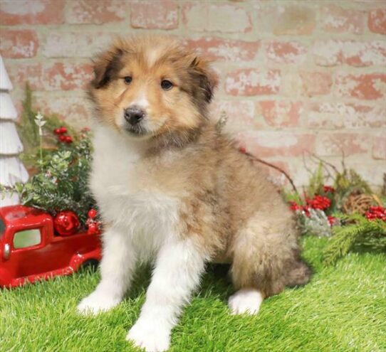 [#253381-07] Sable / White F Collie Puppies for Sale