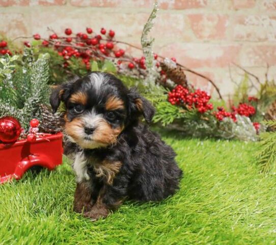 [#253391-06] Black / Tan F Bernedoodle Mini 2nd Gen Puppies for Sale