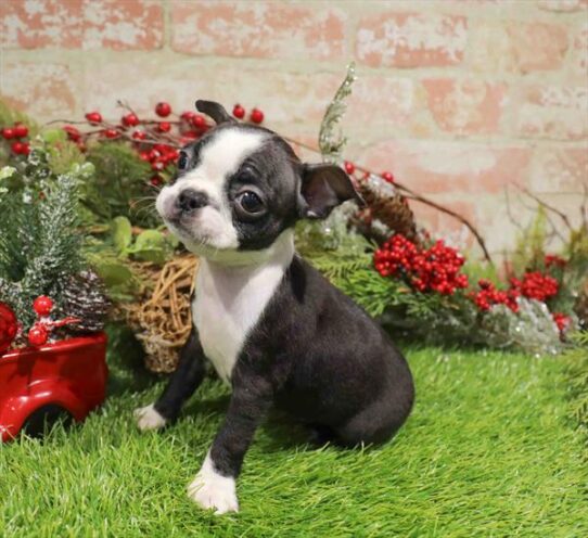 [#253398-04] Black / White F Boston Terrier Puppies for Sale
