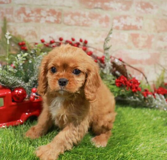 [#253404-01] Ruby F Cavalier King Charles Spaniel Puppies for Sale