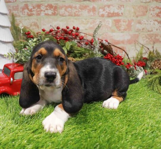 [#253417-03] Tri-Colored M Basset Hound Puppies for Sale