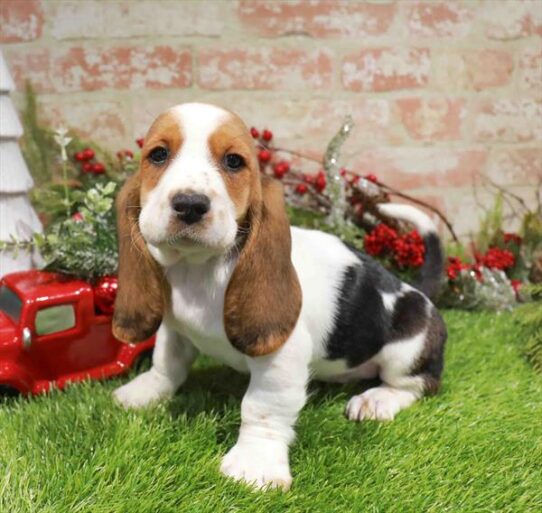 [#253417-06] Tri-Colored F Basset Hound Puppies for Sale
