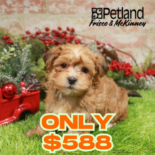 [#253313-01] Gold M Morkie Puppies for Sale