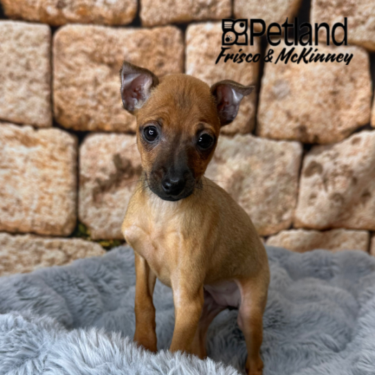 [#25553-01] Red F Miniature Pinscher Puppies for Sale