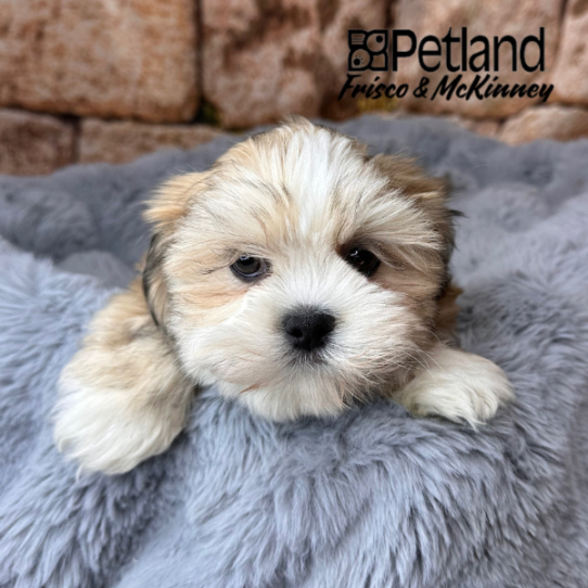 [#25556-02] Gold M Lhasa Apso Puppies for Sale