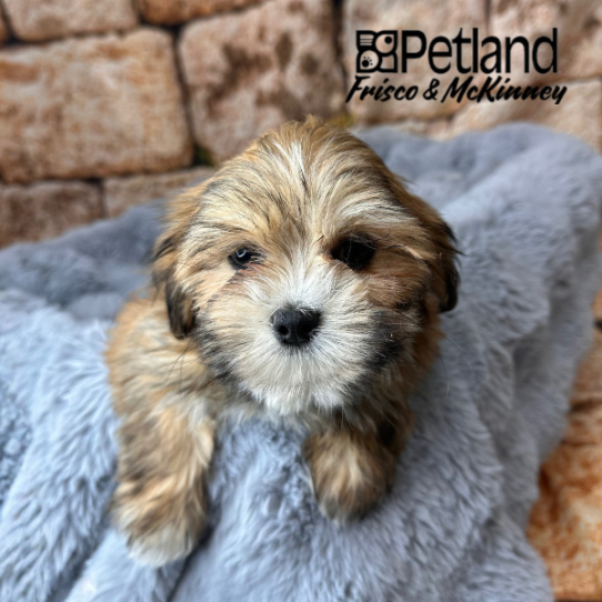 [#25556-03] Gold F Lhasa Apso Puppies for Sale