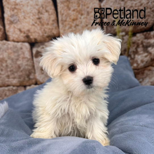[#M12997] White F Maltese Puppies for Sale