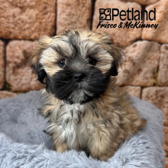 [#25556-05] Gold F Lhasa Apso Puppies for Sale
