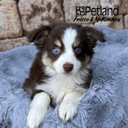 [#25819-02] Red Tan / White F Miniature Australian Shepherd Puppies for Sale
