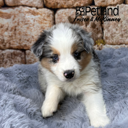 [#25819-04] Blue Merle / White F Miniature Australian Shepherd Puppies for Sale