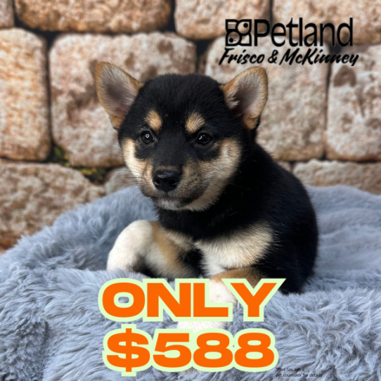 [#M14500] Black and Tan F Shiba Inu Puppies for Sale