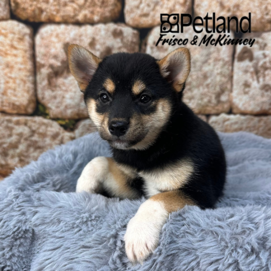 [#M14500] Black and Tan F Shiba Inu Puppies for Sale