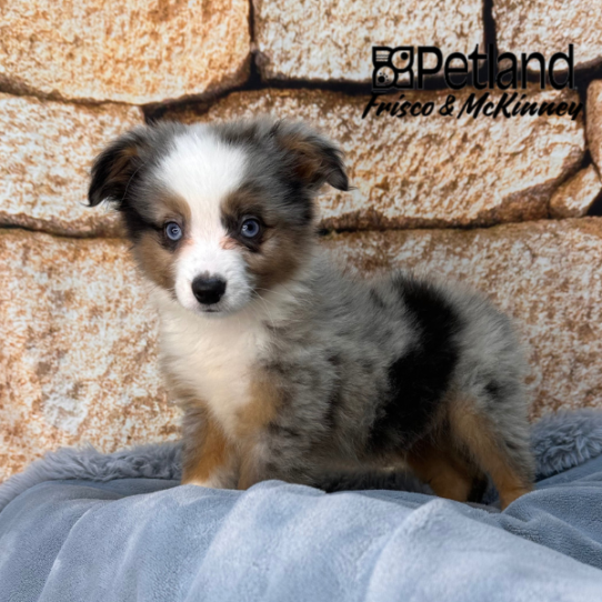 [#M16709] Blue Merle White and Tan M Toy Australian Shepherd Puppies for Sale