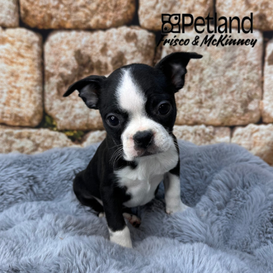 [#M14925] Black and White F Boston Terrier Puppies for Sale