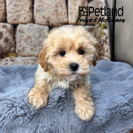 [#M14354] Golden F Lhasa poo Puppies for Sale