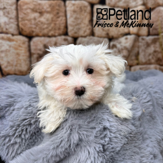 [#M14389] White F Maltese Puppies for Sale