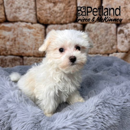[#M14366] White M Maltese Puppies for Sale