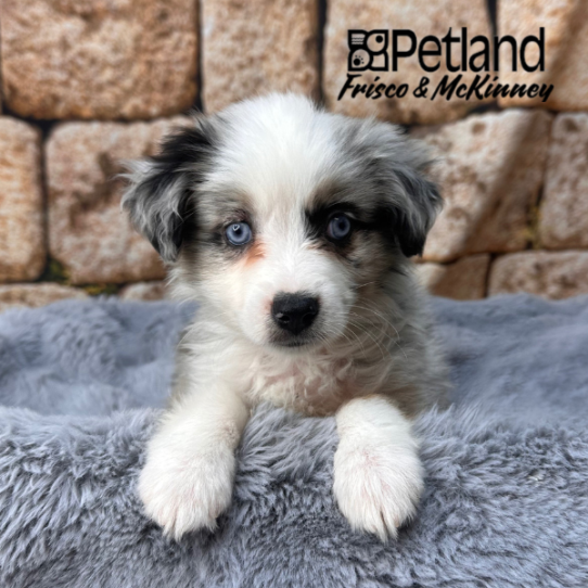 [#M15002] Blue Merle White and Tan M Miniature Australian Shepherd Puppies for Sale