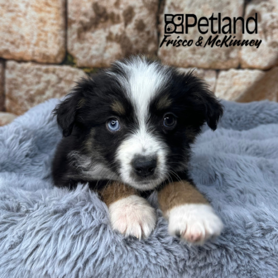 [#M15003] Black White and Brown M Miniature Australian Shepherd Puppies for Sale