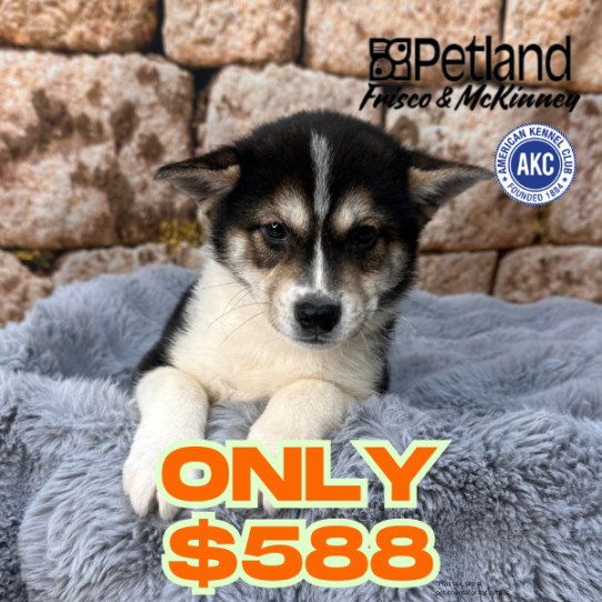 [#M16752] Black and Tan M Shiba Inu Puppies for Sale