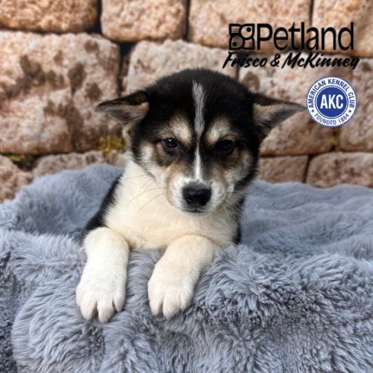 [#M16752] Black and Tan M Shiba Inu Puppies for Sale