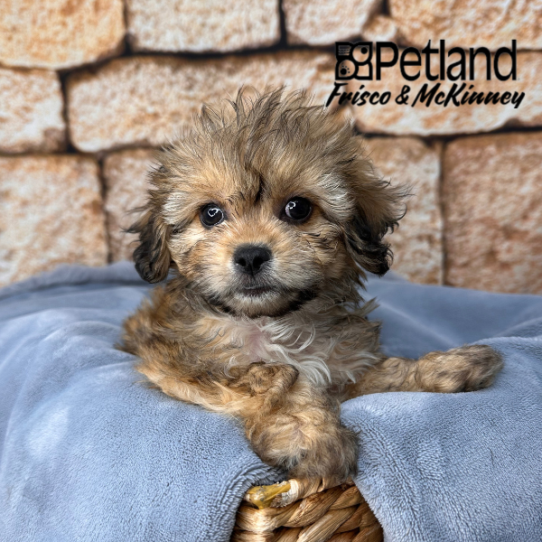 [#M14186] Gold M Teddy Bear Puppies for Sale