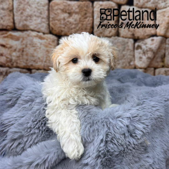 [#M14182] Cream F Teddy Bear Puppies for Sale