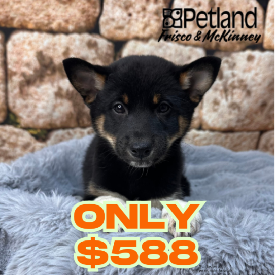 [#M13787] Black and Tan M Shiba Inu Puppies for Sale