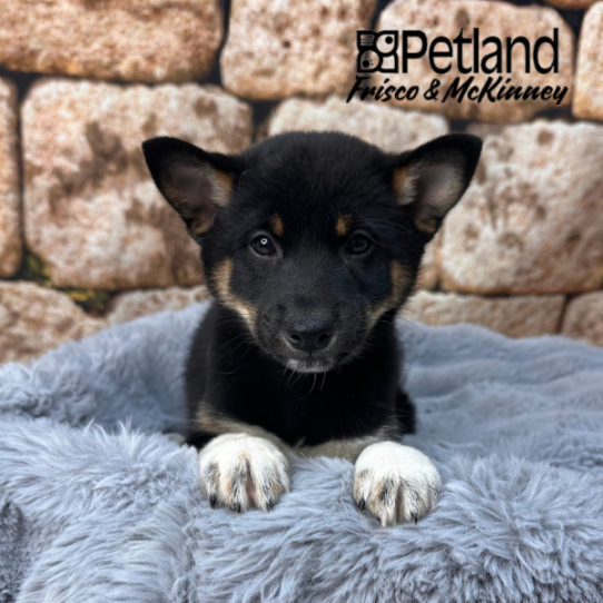 [#M13787] Black and Tan M Shiba Inu Puppies for Sale