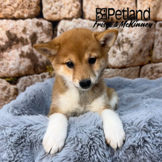 [#M13789] Red F Shiba Inu Puppies for Sale