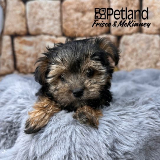 [#M14262] Black and Tan F Morkie Puppies for Sale