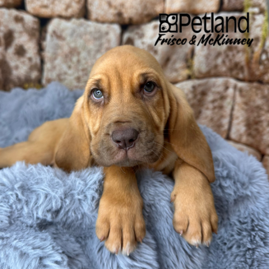 [#M13604] Red F Bloodhound Puppies for Sale