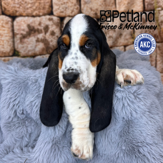 [#252864-07] Tri-Colored F Basset Hound Puppies for Sale