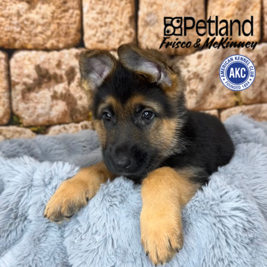 [#252926-02] Black / Red M German Shepherd Dog Puppies for Sale