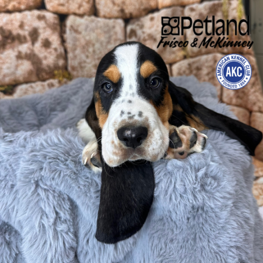[#252864-01] Tri-Colored M Basset Hound Puppies for Sale